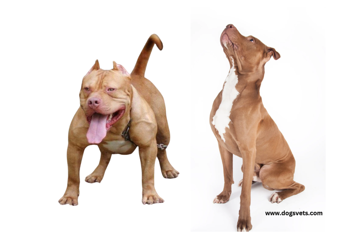 Discover Muscular Pitbull Breeds - Learn More!
